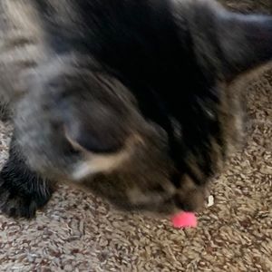 Meet your Posher, Alexandra